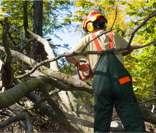 Worker doing tree removal services in Salt Lake City, UT