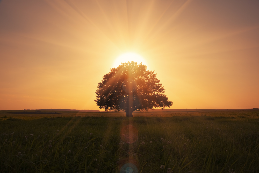 relationship sun exposure tree health