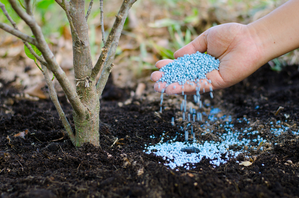 benefits spring tree fertilization