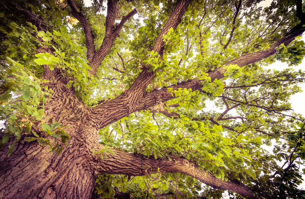 bur oak blight symptoms prevention