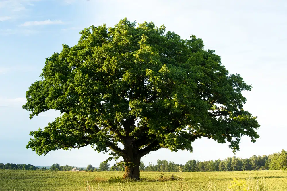 bur-oak-blight-symptoms-prevention.jpg