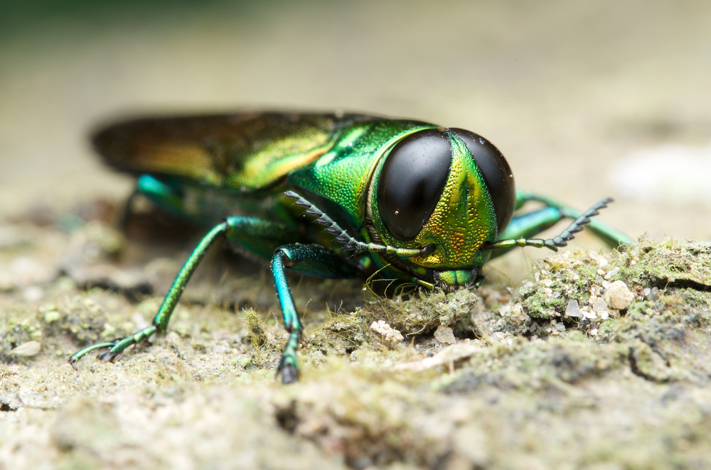 emerald ash borer signs prevention