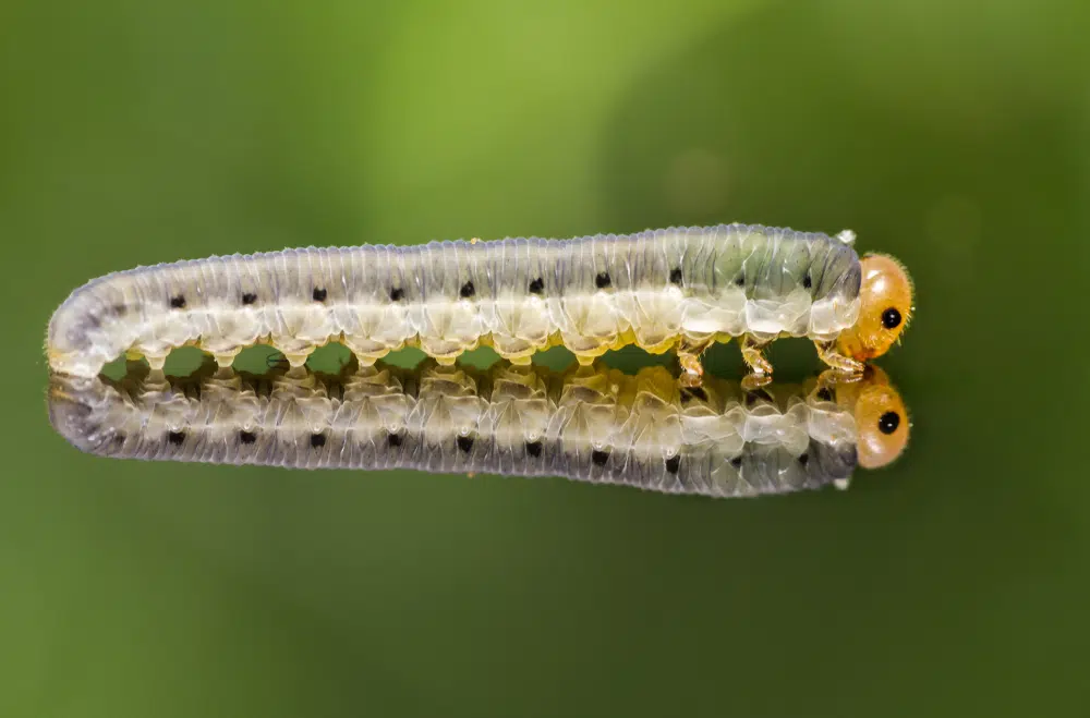 pine tree sawfly identification